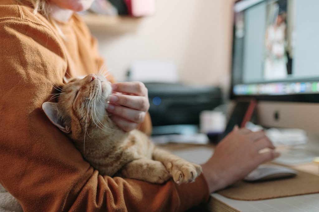 Mulher acariciando um gato enquanto estava sentada em sua mesa. Ela está pesquisando aolgo do mercado pet para comprar.